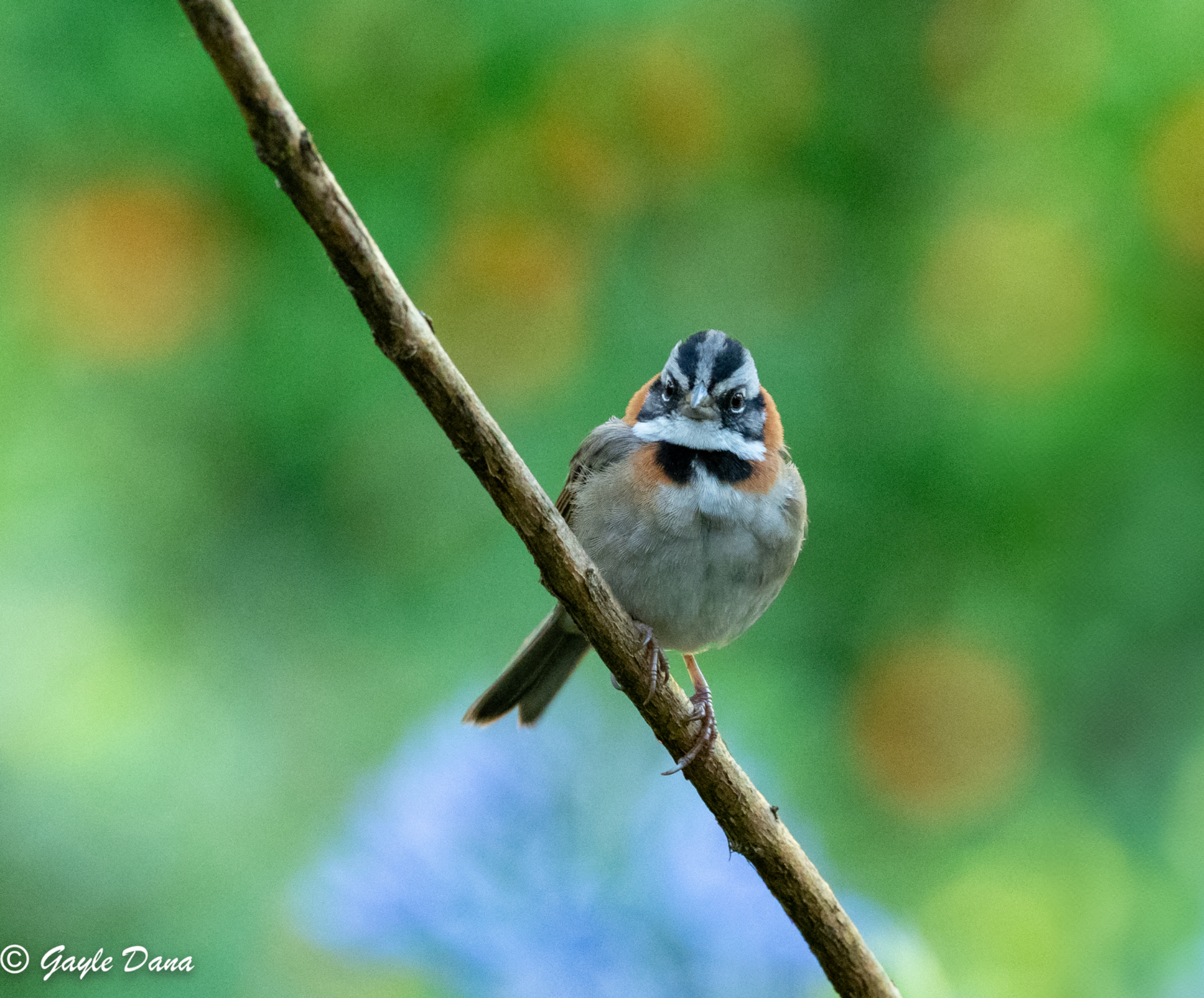 Rufous collared Sparrow 3